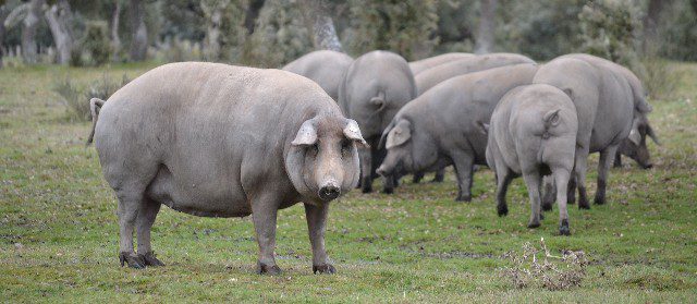 Cerdos ibéricos en la dehesa — El Origen del Jamón seleccionada por David González